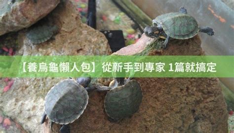 烏龜要養在哪裡|【養烏龜懶人包】：從新手到專家，1篇就搞定